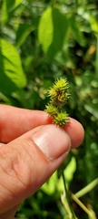 Carex molesta