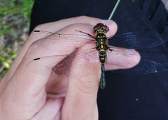 Somatochlora viridiaenea