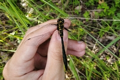 Somatochlora viridiaenea