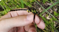 Somatochlora viridiaenea
