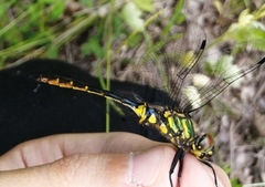 Somatochlora viridiaenea