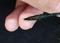 Somatochlora viridiaenea