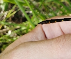 Somatochlora viridiaenea