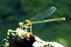 Argia emma
