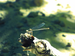 Argia emma