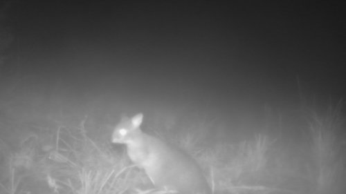 Red-necked Pademelon, Hobbits Way Caparra NSW 2429, Australia, photo 4 of 10