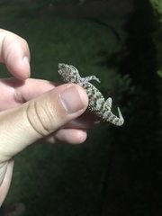 Hemidactylus turcicus