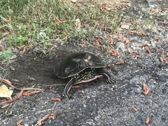 Chrysemys picta bellii