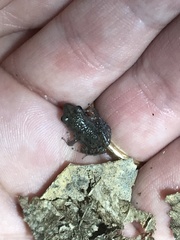 Eleutherodactylus campi