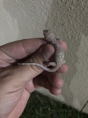 Hemidactylus turcicus