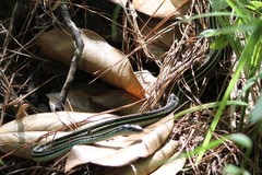 Thamnophis proximus