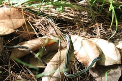 Thamnophis proximus