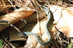 Thamnophis proximus