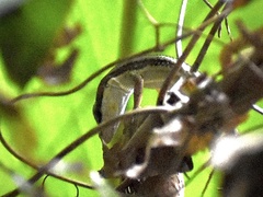 Takydromus viridipunctatus