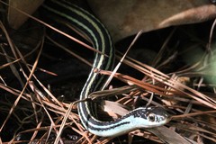 Thamnophis proximus