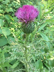 Cirsium drummondii