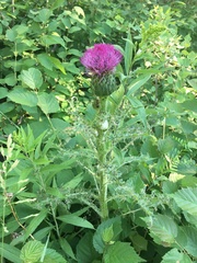 Cirsium drummondii