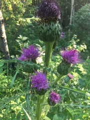 Cirsium drummondii