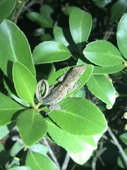Anolis sagrei