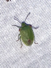 Thyanta pallidovirens