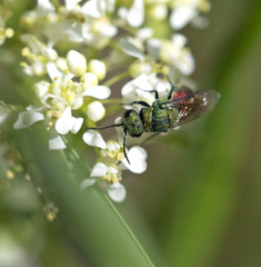 Pseudochrysis neglecta