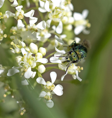 Pseudochrysis neglecta