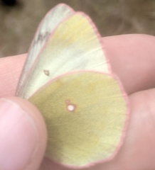 Colias gigantea