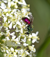 Pseudochrysis neglecta