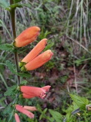 Lamourouxia rhinanthifolia