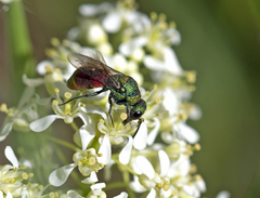 Pseudochrysis neglecta