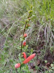 Lamourouxia rhinanthifolia