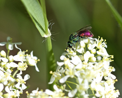 Pseudochrysis neglecta
