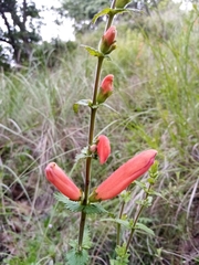 Lamourouxia rhinanthifolia