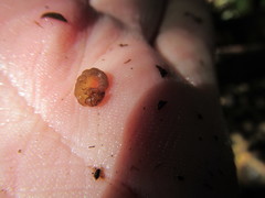 Polyplectropus