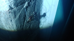 Opiliones