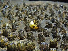 Corynomalus vestitus