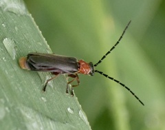 Silis ruficollis