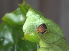 Cephaloconus cyprinus