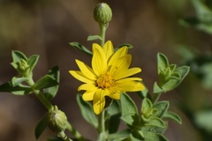 Heterotheca excelsior