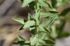 Heterotheca excelsior