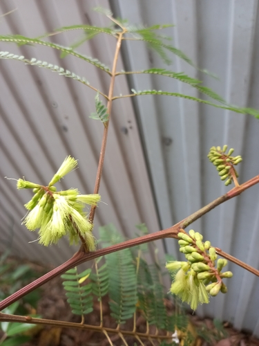 Paraserianthes lophantha ssp. montana