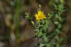 Heterotheca excelsior