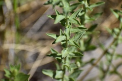 Heterotheca excelsior