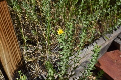 Heterotheca excelsior