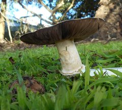 Agaricus austrovinaceus