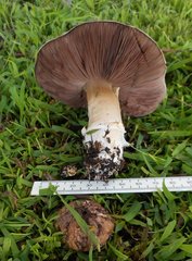 Agaricus austrovinaceus