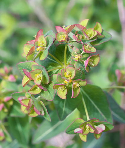 Euphorbia pekinensis