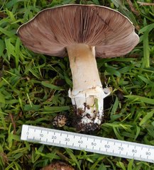 Agaricus austrovinaceus