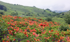 Rhododendron molle japonicum