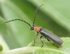 Silis ruficollis